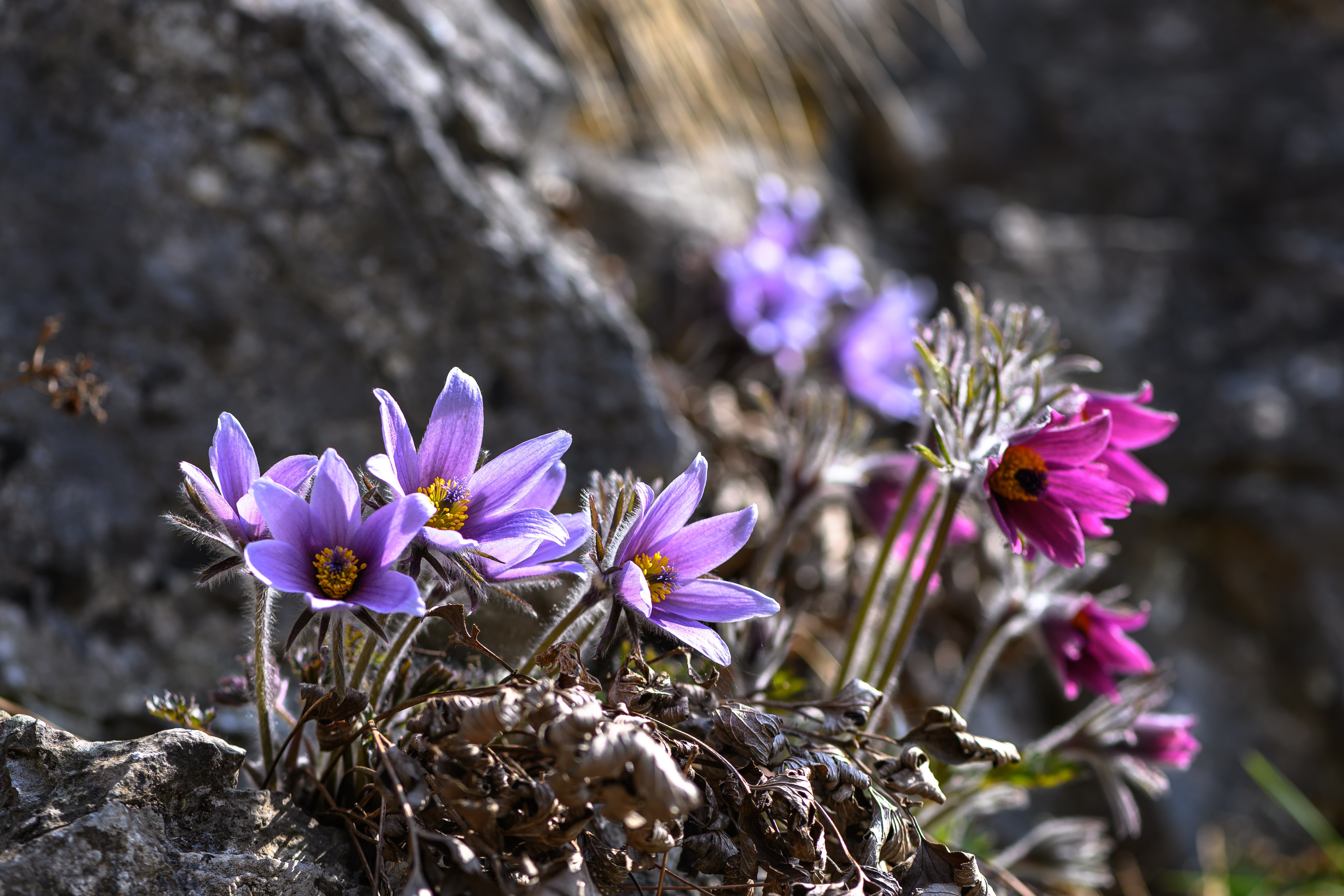 동강할미꽃 사진.jpg